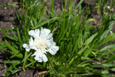 Scabiosa caucasica 'Alba'