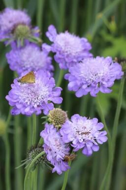 Blå skabiose Scabiosa columbaria 'Butterfly Blue' 5-10 potte P9 Scabiosa columbaria 'Butterfly Blue'
