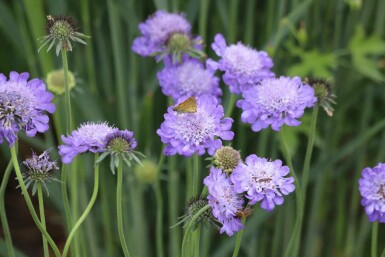 Blå skabiose Scabiosa columbaria 'Butterfly Blue' 5-10 potte P9 Scabiosa columbaria 'Butterfly Blue'