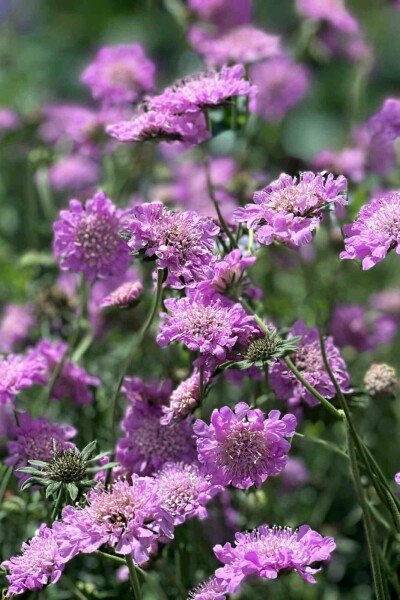 Skabiose Scabiosa columbaria 'Pink Mist' 5-10 potte P9 Scabiosa columbaria 'Pink Mist'