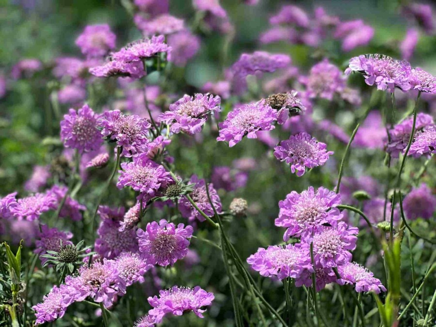Skabiose Scabiosa columbaria 'Pink Mist' 5-10 potte P9 Scabiosa columbaria 'Pink Mist'
