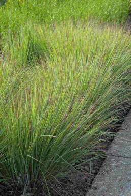 Præriegræs Schizachyrium scoparium 'Standing Ovation' 5-10 potte P9 Schizachyrium scoparium 'Standing Ovation'