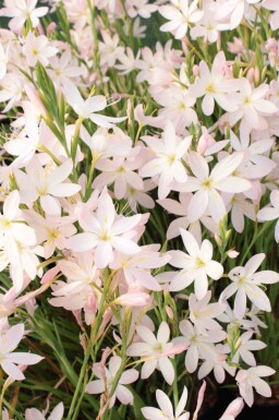 Høstormblomst Schizostylis coccinea 'Alba' 5-10 potte P9 Schizostylis coccinea 'Alba'