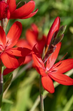 Hesperantha Schizostylis coccinea 'Major' 5-10 potte P9 Schizostylis coccinea 'Major'
