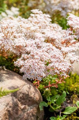 Hvid stenurt Sedum album 5-10 potte P9 Sedum album
