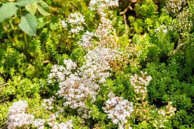 Hvid stenurt Sedum album 5-10 potte P9 Sedum album