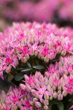 Sankthansurt Sedum spectabile 'Carl' 5-10 potte P9 Sedum spectabile 'Carl'