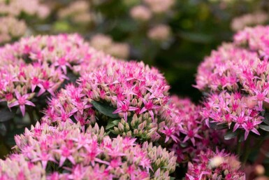 Sankthansurt Sedum spectabile 'Carl' 5-10 potte P9 Sedum spectabile 'Carl'