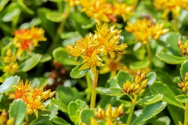 Gul stenurt Sedum kamtschaticum 5-10 potte P9 Sedum kamtschaticum