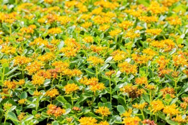 Gul stenurt Sedum kamtschaticum 5-10 potte P9 Sedum kamtschaticum