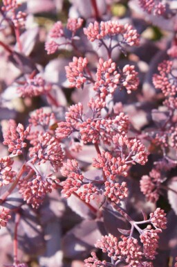Sankthansurt Sedum telephium 'Karfunkelstein' 5-10 potte P9 Sedum telephium 'Karfunkelstein'