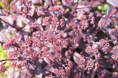 Sankthansurt Sedum telephium 'Karfunkelstein' 5-10 potte P9 Sedum telephium 'Karfunkelstein'