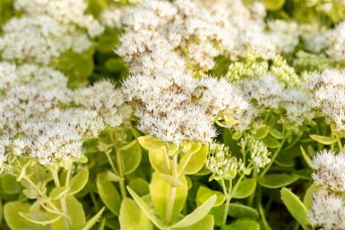 Sedum Sedum spectabile 'Stardust' 5-10 potte P9 Sedum spectabile 'Stardust'