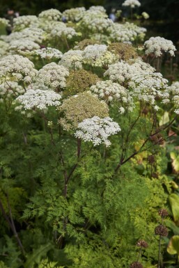 Bjergskærmplante Selinum wallichianum 5-10 potte P9 Selinum wallichianum