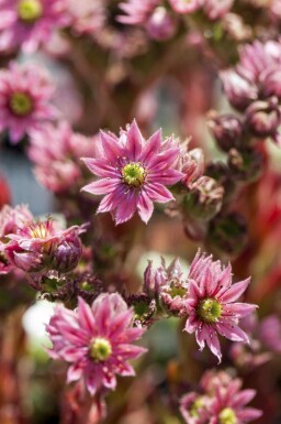 Spindelvævshusløg Sempervivum arachnoideum 5-10 potte P9 Sempervivum arachnoideum