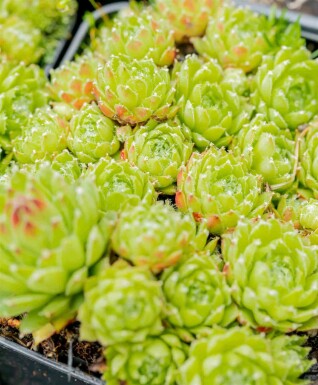 Spindelvævshusløg Sempervivum arachnoideum 5-10 potte P9 Sempervivum arachnoideum