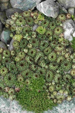 Tagløg Sempervivum tectorum 5-10 potte P9 Sempervivum tectorum