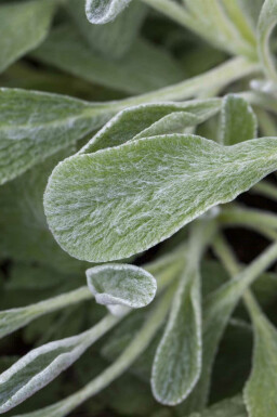 Bjergte Sideritis syriaca 5-10 potte P9 Sideritis syriaca
