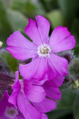 Sjabion Silene schafta 5-10 potte P9 Silene schafta