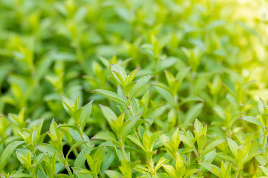 Sjabion Silene schafta 5-10 potte P9 Silene schafta