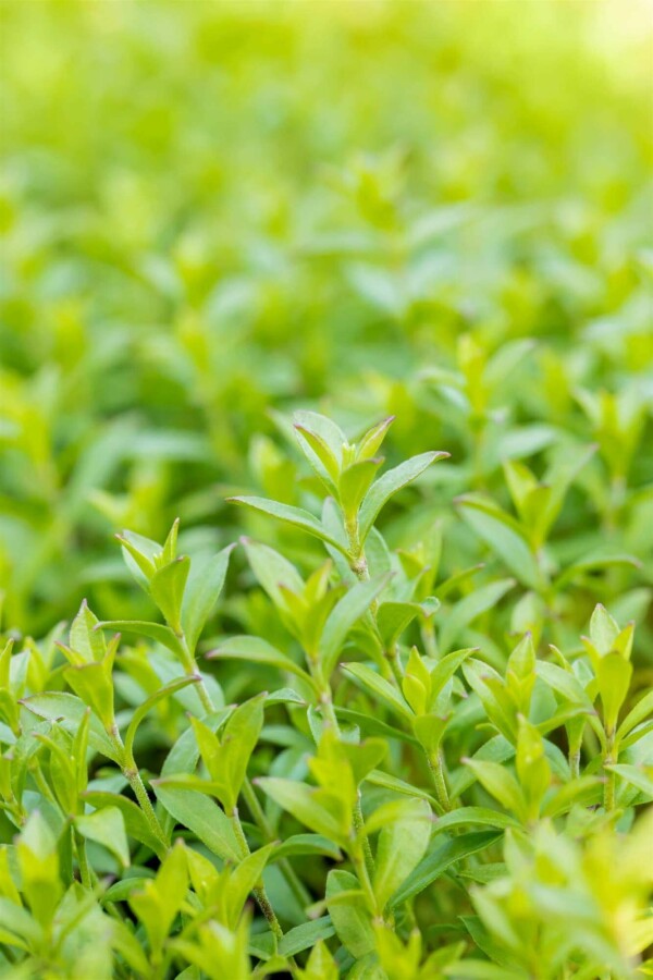 Sjabion Silene schafta 5-10 potte P9 Silene schafta