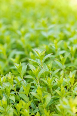 Sjabion Silene schafta 5-10 potte P9 Silene schafta