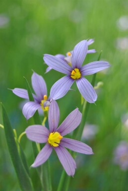 Blåøje Sisyrinchium angustifolium 5-10 potte P9 Sisyrinchium angustifolium