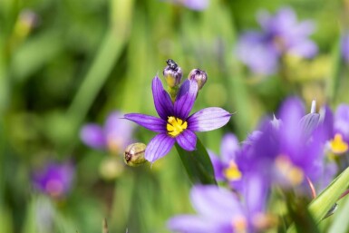 Blåøje Sisyrinchium angustifolium 5-10 potte P9 Sisyrinchium angustifolium