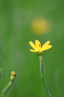 Gul blåøje Sisyrinchium californicum 5-10 potte P9 Sisyrinchium californicum