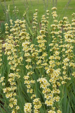 Blåt øje Sisyrinchium striatum 5-10 potte P9 Sisyrinchium striatum