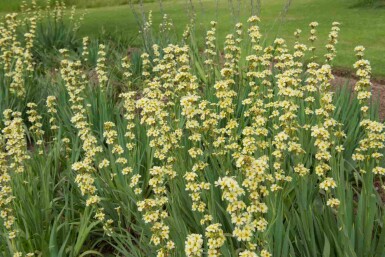 Blåt øje Sisyrinchium striatum 5-10 potte P9 Sisyrinchium striatum