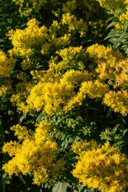 Gyldenris Solidago 'Golden Mosa' 5-10 potte P9 Solidago 'Golden Mosa'