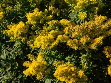 Gyldenris Solidago 'Golden Mosa' 5-10 potte P9 Solidago 'Golden Mosa'