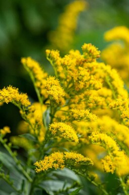 Gyldenris Solidago 'Strahlenkrone' 5-10 potte P9 Solidago 'Strahlenkrone'