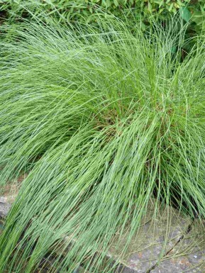 Præriegræs Sporobolus heterolepis 5-10 potte P9 Sporobolus heterolepis