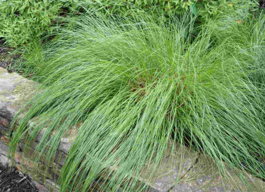 Præriegræs Sporobolus heterolepis 5-10 potte P9 Sporobolus heterolepis