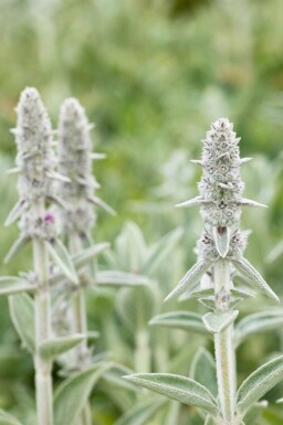 Stachys byzantina 'Big Ears'