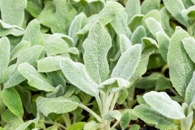 Lammeøre Stachys byzantina 'Silver Carpet' 5-10 potte P9 Stachys byzantina 'Silver Carpet'