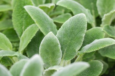Lammeøre Stachys byzantina 'Silver Carpet' 5-10 potte P9 Stachys byzantina 'Silver Carpet'