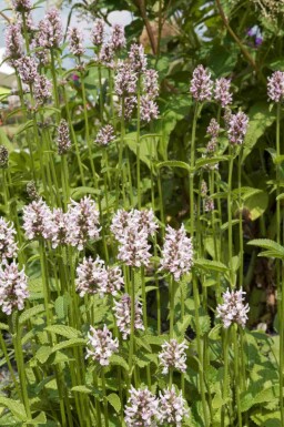 Betonie Stachys monieri 'Rosea' 5-10 potte P9 Stachys monieri 'Rosea'