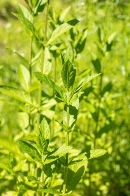 Engsværd Stachys palustris 5-10 potte P9 Stachys palustris