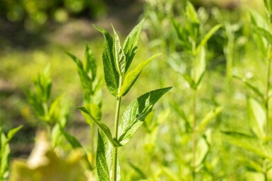 Engsværd Stachys palustris 5-10 potte P9 Stachys palustris