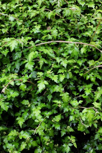 Klippeblad Stephanandra incisa 'Crispa' 5-10 potte P9 Stephanandra incisa 'Crispa'