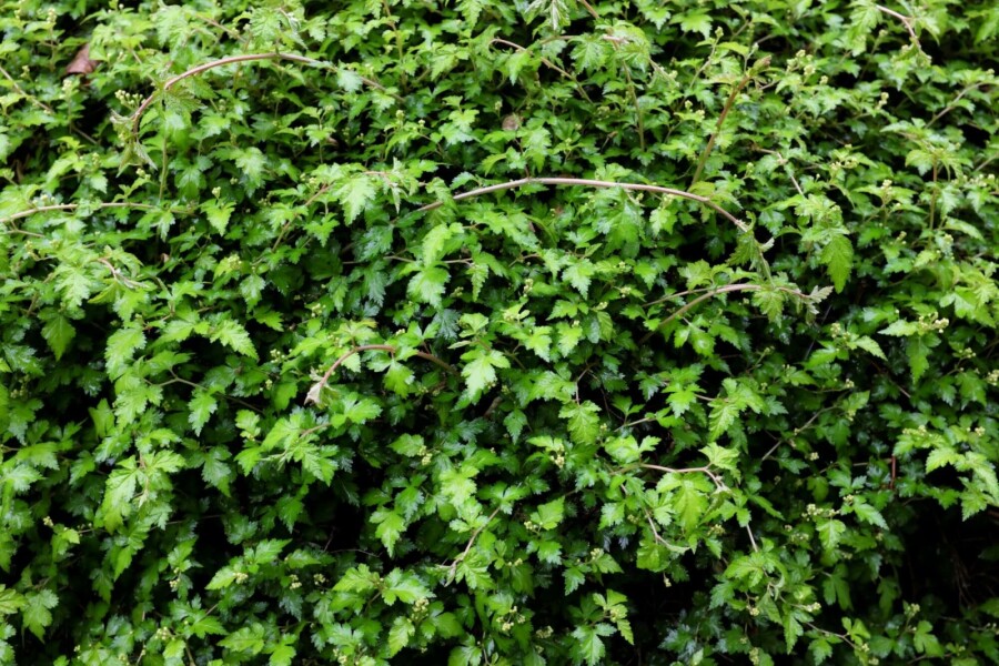 Klippeblad Stephanandra incisa 'Crispa' 5-10 potte P9 Stephanandra incisa 'Crispa'