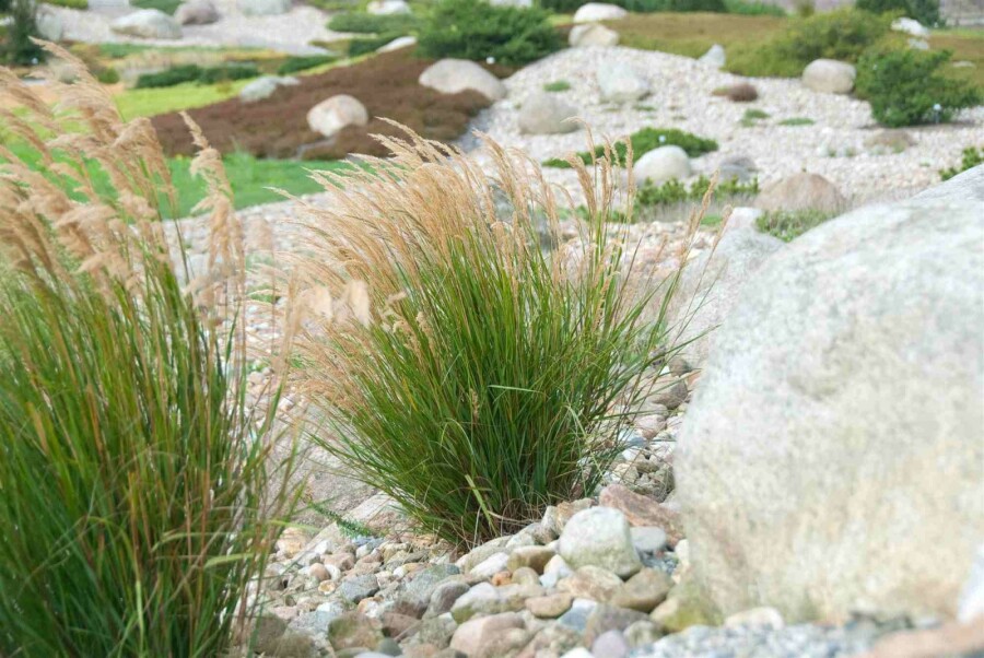 Fjergræs Stipa calamagrostis 5-10 potte P9 Stipa calamagrostis