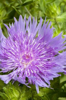 Stokes aster Stokesia laevis 5-10 potte P9 Stokesia laevis