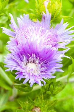 Stokes aster Stokesia laevis 5-10 potte P9 Stokesia laevis