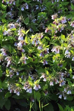 Kaukasisk kulsukker Symphytum azureum 5-10 potte P9 Symphytum azureum