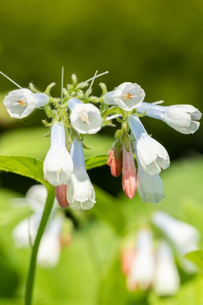 Storblomstret kulsukker Symphytum grandiflorum 'Hidcote Blue' 5-10 potte P9 Symphytum grandiflorum 'Hidcote Blue'