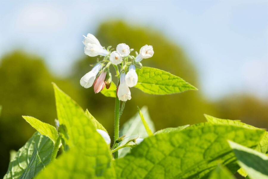 Storblomstret kulsukker Symphytum grandiflorum 'Hidcote Blue' 5-10 potte P9 Symphytum grandiflorum 'Hidcote Blue'